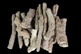 - Fulgurites (Petrified Lightning) Wholesale Lot ~ Pieces #76034-1